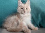 Injir - Maine Coon Kitten For Sale - Hollywood, FL, US