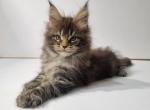 Samantha - Maine Coon Kitten For Sale - 