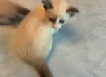 Snowy Snowshoes - Snowshoe Kitten For Sale - 