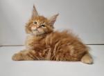 Simba - Maine Coon Kitten For Sale - 