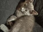 manx - Manx Kitten For Sale - Cushing, TX, US