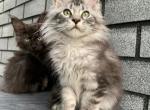 Jasmine Polydactyl - Maine Coon Kitten For Sale - Hollywood, FL, US