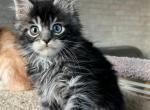 Bentley - Maine Coon Kitten For Sale - Hollywood, FL, US