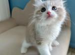 Hazel - Ragdoll Kitten For Sale - Diamond Bar, CA, US