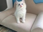 Teddy - Ragdoll Kitten For Sale - Diamond Bar, CA, US