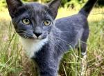 Silk - Domestic Kitten For Sale - 