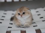 Bro - Scottish Fold Kitten For Sale - Levittown, PA, US