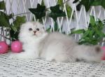 Tesla - Scottish Fold Kitten For Sale - Norwalk, CT, US