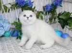 Versal - Scottish Fold Kitten For Sale - Norwalk, CT, US