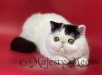 Panda - Exotic Cat For Sale - Yucca Valley, CA, US