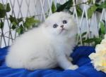 Vlasta - Scottish Fold Kitten For Sale - Norwalk, CT, US