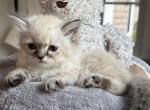 Mauro - Himalayan Kitten For Sale - Worcester, MA, US