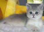 B015 - British Shorthair Kitten For Sale - Los Angeles, CA, US