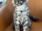 Coal - Maine Coon Kitten For Sale - 