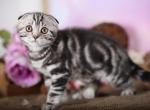 Hit - Scottish Fold Kitten For Sale - Norwalk, CT, US