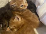 Pets only for sell - Maine Coon Kitten For Sale - Fort Myers, FL, US