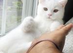 Gandalf - Domestic Kitten For Adoption - Columbus, OH, US