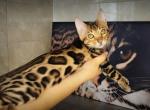 Lucas - Bengal Kitten For Sale - Norwalk, CT, US