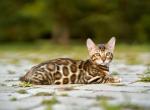 Tora - Bengal Kitten For Sale - Norwalk, CT, US