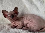 Barbariska - Bambino Kitten For Sale - Norwalk, CT, US