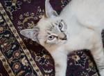 Maddie - Siamese Kitten For Sale - Overland Park, KS, US