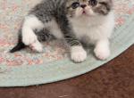 Piper - Exotic Kitten For Sale - Talco, TX, US