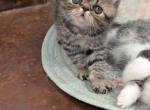 Penny - Exotic Kitten For Sale - Talco, TX, US