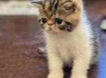 Posie - Exotic Kitten For Sale - Talco, TX, US