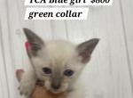 Stella Litter Lilac Blue Points - Siamese Kitten For Sale - Marysville, MI, US