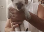 Mascoto - Siamese Kitten For Sale - Marysville, MI, US