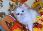 Ginger babies - Persian Kitten For Sale - Montgomery, TX, US