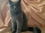 Bretta - British Shorthair Cat For Sale/Retired Breeding - 