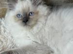 Blue point female - Ragdoll Kitten For Sale - Butler, PA, US