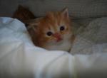 Pumpkin - Munchkin Kitten For Sale - 