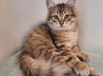 Alexander - Siberian Kitten For Sale - Ann Arbor, MI, US