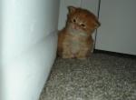 Carrot - Munchkin Kitten For Adoption - 