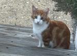 Sneaky Pete - Domestic Cat For Adoption - Hammonton, NJ, US