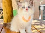 Chloe - Ragdoll Kitten For Sale - Las Vegas, NV, US