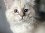 Waylon - Siberian Kitten For Sale - 