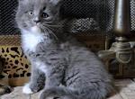 Midnight Novas Chers Dancing Phantom - Maine Coon Kitten For Sale - 