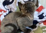 Rosie - Devon Rex Kitten For Sale - Stamford, CT, US