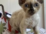 Oskar - Devon Rex Kitten For Sale - 