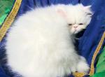 CFA registered white dollface persian male - Persian Kitten For Sale - San Jose, CA, US