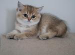 Baby - Scottish Straight Kitten For Sale - Levittown, PA, US