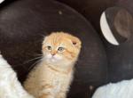 Scottish Kitty - Scottish Fold Kitten For Sale - Bellingham, WA, US