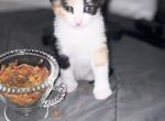 Calypso - Domestic Kitten For Sale - 