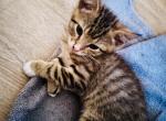 Smokey - Domestic Kitten For Sale - 