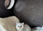 Scottish Straight Kitty - Scottish Straight Kitten For Sale - 