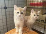 British Short Hair Golden - British Shorthair Kitten For Sale - Denver, CO, US