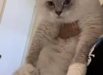 Bluepoint lynx male - Ragdoll Cat For Sale - 